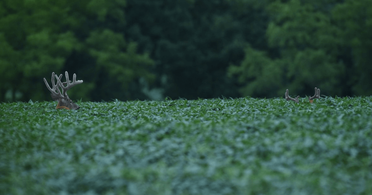 Featured Image for Food Plots Are Tactical Pieces Within a Larger Strategy